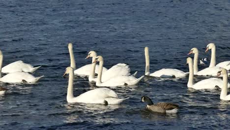 Cisnes-en-un-lago