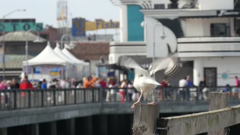 Sea-Gulls-Landing-on-San-Francisco-Pier