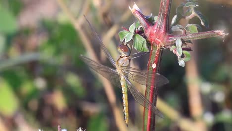 Libelle-Makro