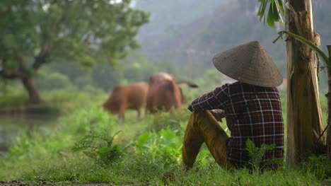 Vietnamesische-Dame-Sitzt-Und-Beobachtet-Rinder-Weiden