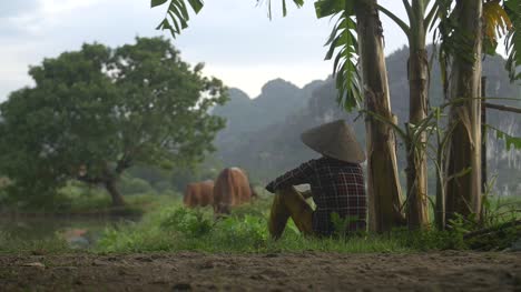Mujer-vietnamita-viendo-pastoreo-de-ganado