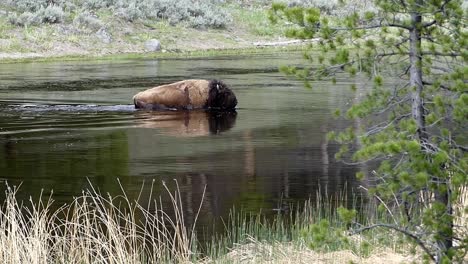 Büffel-überqueren-Den-Fluss