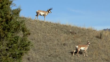 Pronghorns-Yellowstone-National-Park