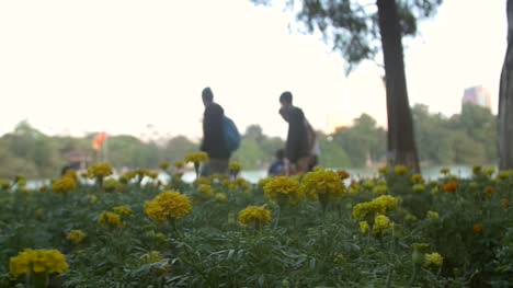 Tracking-Entlang-Eines-Blumenbeets-Im-Hanoi-Park