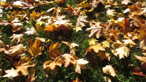 Maple-Leaves-on-Grass