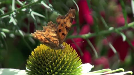 Schmetterling-Auf-Blume