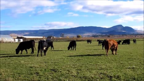Kühe-Grasen-Auf-Einem-Bauernhof