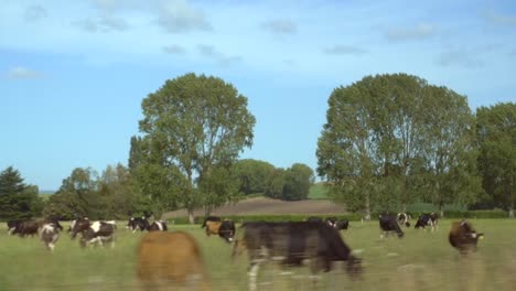 Cows-Grazing