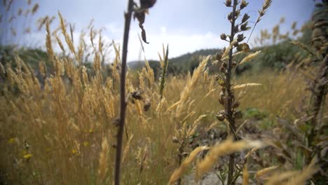 Verfolgung-Von-Goldenem-Gras