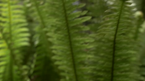 Water-Droplets-on-Fern-Leaf