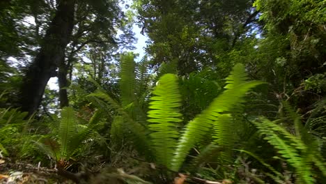 Tracking-Entlang-Des-Dschungelbodens