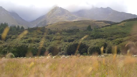 Ovejas-pastando-en-el-prado-de-Nueva-Zelanda