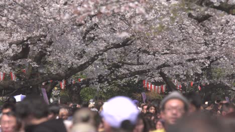 Turistas-caminando-bajo-los-cerezos-en-flor