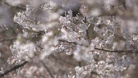 White-Cherry-Blossom-Blowing-in-Wind