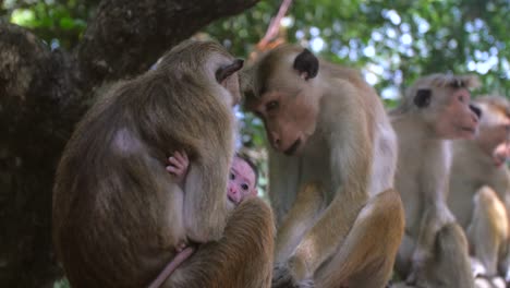 Mutter-Und-Affenbaby