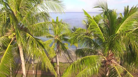 Raising-Up-Over-Palm-Trees-on-Beach