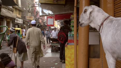 Cabra-en-una-concurrida-calle-de-Delhi