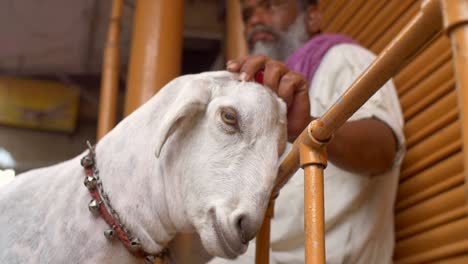 Hombre-indio-acariciando-una-cabra