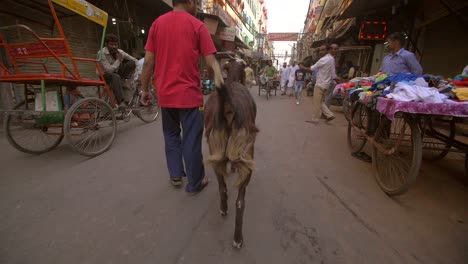 Hombre-caminando-con-cabra-en-concurrida-calle-india