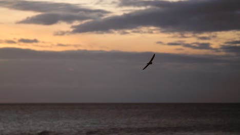 Vogel-Fliegt-Bei-Sonnenuntergang-über-Das-Meer