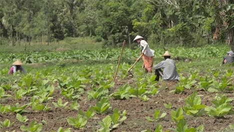 Woman-Breaking-Up-Soil-in-a-Tobacco-Field