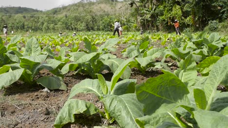 Low-Level-Shot-of-Workers-in-a-Tobacco-Field