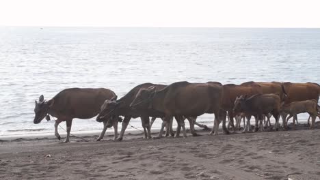 Frau-Hütet-Banteng-Kühe-Am-Meer