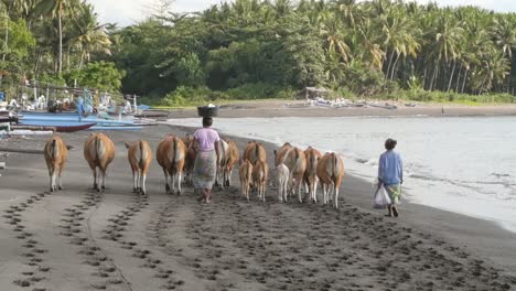 Indonesische-Frauen-Hüten-Kühe-Am-Strand