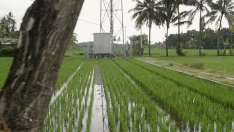Indonesisches-Reisfeld-Mit-Pylon