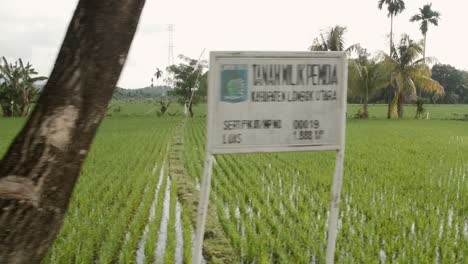 Tracking-Entlang-Indonesischer-Reisfelder