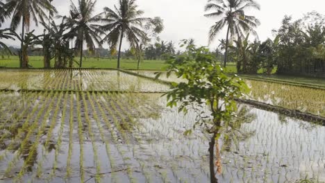 überflutete-Reisfelder-In-Indonesien-In
