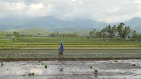 Mann,-Der-In-Indonesischer-Landwirtschaftslandschaft-Geht