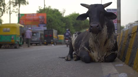 Vaca-negra-sentada-junto-a-la-carretera-india