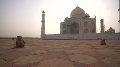 Mutter--Und-Säuglingsaffen-Beim-Taj-Mahal