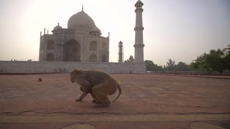 Mutter-Und-Affenbaby-Beim-Taj-Mahal