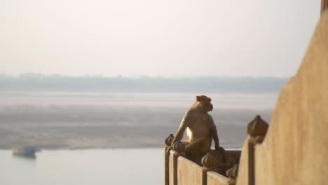 Enthülle-Die-Aufnahme-Eines-Affen-An-Einem-Fluss-In-Indien