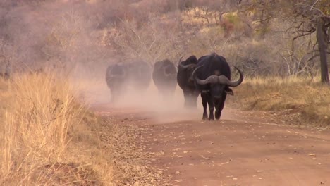 Buffalo-Walking-on-Dusty-Track