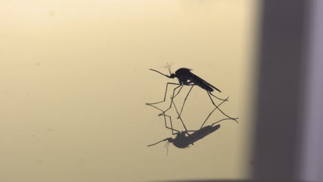 Mosquito-Side-Profile