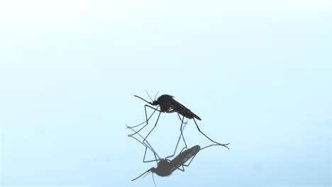 Mücke-Makroaufnahme-Unschärfe-In