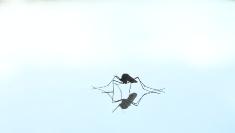 Mückenmakro-Im-Orbit-Geschossen