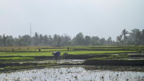 Agricultor-en-un-campo-de-arroz-de-Indonesia