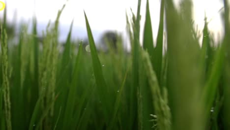 Entlang-Taufrischer-Grüner-Reisfelder-Schwenken