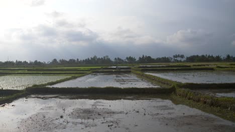 Durchnässtes-Indonesisches-Ackerland