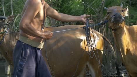 Hombre-salpicando-agua-en-vaca