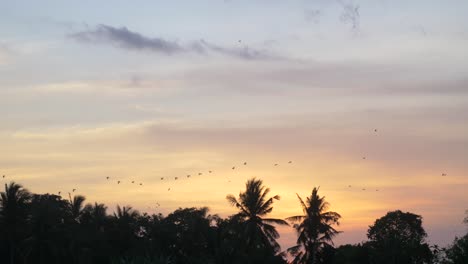 Vögel,-Die-Bei-Sonnenuntergang-über-Bäume-Fliegen