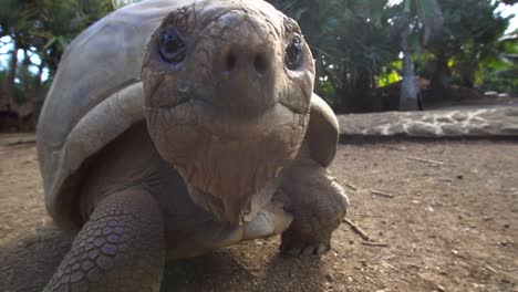 Riesenaldabraschildkröte-Zu-Fuß