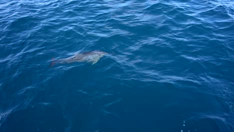 Delfine-Schwimmen-Neben-Dem-Boot