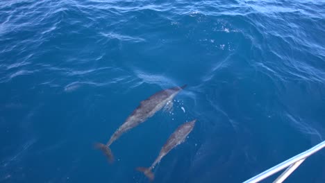 Dolphin-and-Calf-Swimming-Alongside-Boat-2