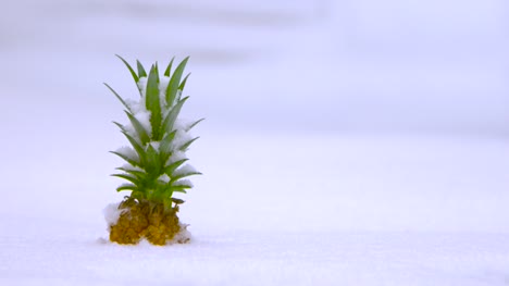 Pineapple-Buried-in-Snow