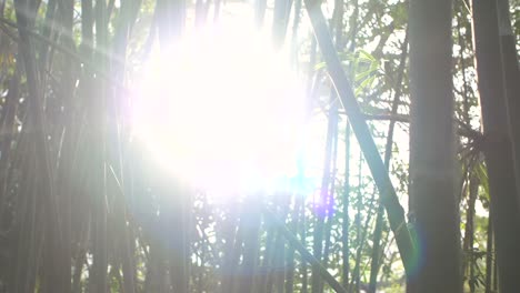 Sonne-Scheint-Durch-Bambus